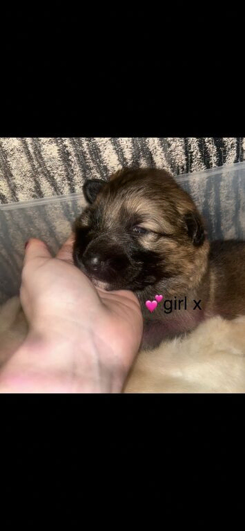 German shepherd puppy's for sale