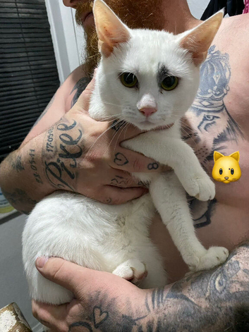 2 boy cats