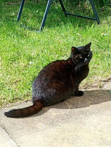 1 year old cat in need of rehome