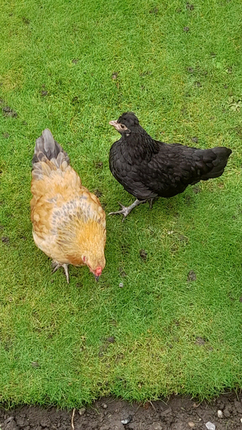 2 bantam chickens