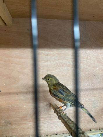 Canary&rsquo;s for sale