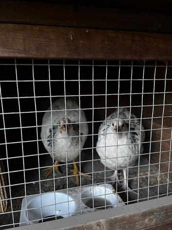 Young rooster for sale