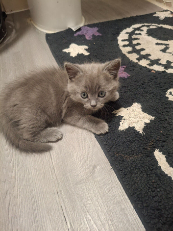 Half Persian Kittens