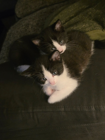 Kittens black and white