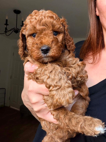 KC gorgeous red mini poodle 5 gen pedigree