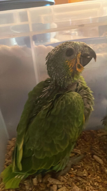 Orange Winged Amazon H/R