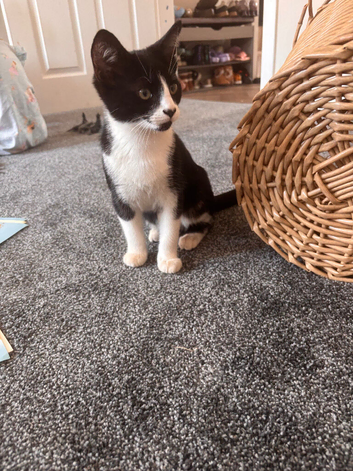 Kitten
