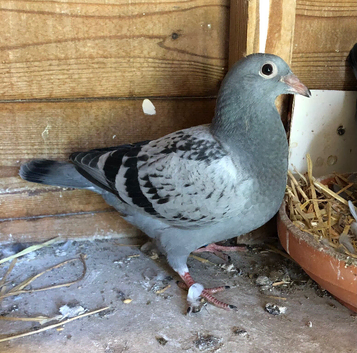 Young racing pigeons bred off winners and prize winners at club, Fed and Amal level
