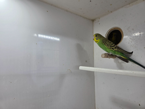 Baby Budgies 8 weeks old