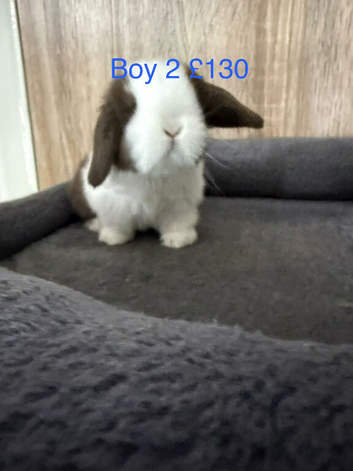 Last one of my litter left Mini Lop Boy