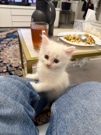 Adorable Fluffy White Male Kitten Ready for His Forever Home!