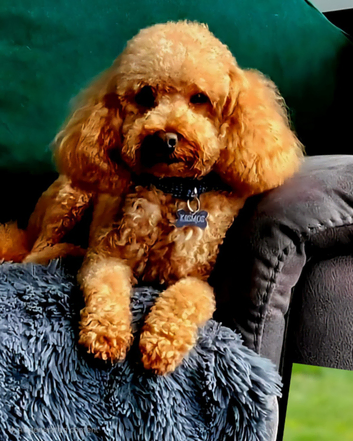 Well-proven stud toy poodle, KC reg and DNA tested