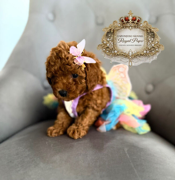 5star licensed Esponjoso DWKC registered toy poodles girl