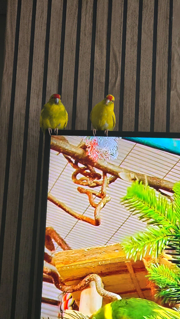 Kakariki