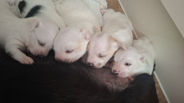 Beautiful Jack Russell pups for sale!