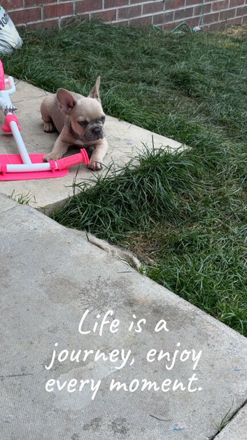 French bulldog
