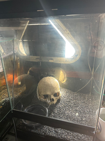 Young Mexican black king snake with full set up
