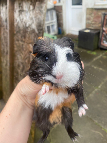 Various Guinea pigs