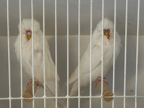 Lutino and albino stud