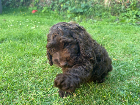Very small F1 cockapoo puppies for sale