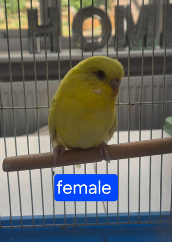 Budgies available
