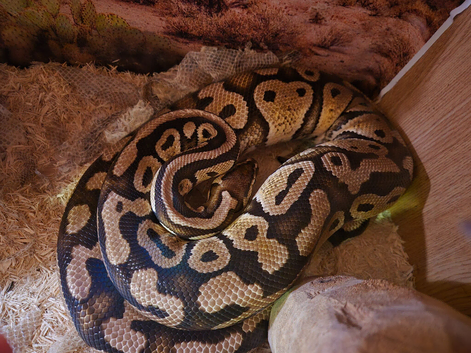 Ball python and corn snakes