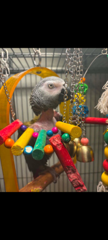 African gray