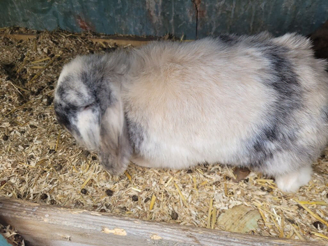Lion lop male