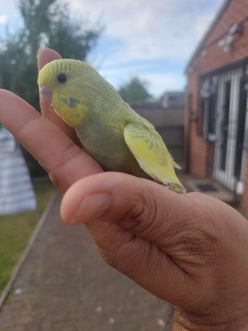 Hand reared super tame budgie