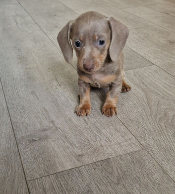REDUCED 1 girl left ready next week