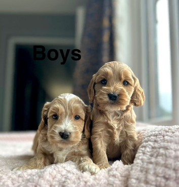 Beatrice has got some lovely cockapoo puppies available