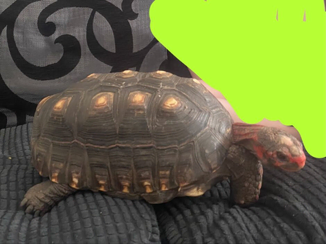Huge Red foot tortoise