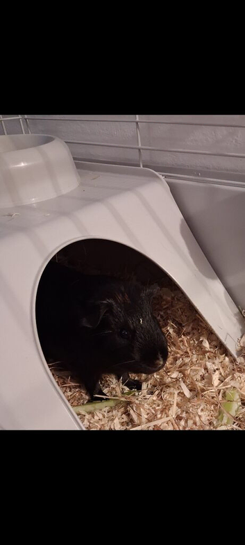Lovely geniapig boy