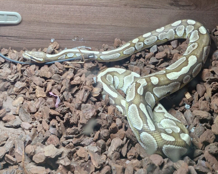 Caramel Ball Python