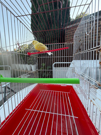 Canary
