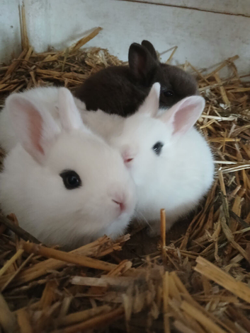 Rabbits