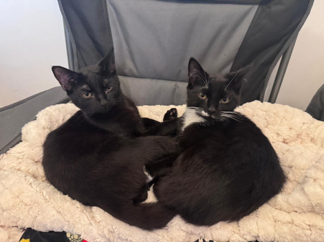 Cyrus and felix