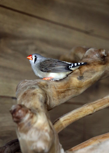 Zebra Finches for sale,22