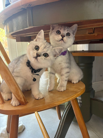 READY NOW British Shorthair Kitten
