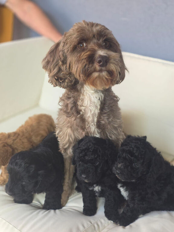 Beautiful Cockapoo puppies