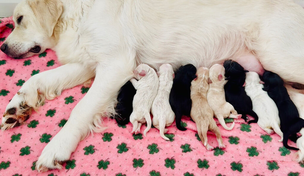 Mesmerizing golden doodle baby's