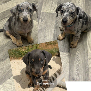 Ready for forever homes