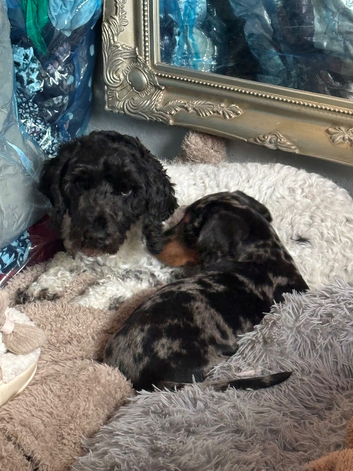 4 year old cockerpoo