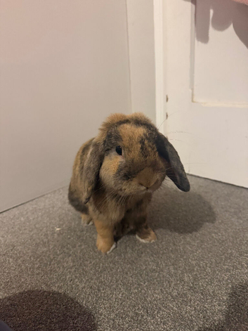 Mini lop buck