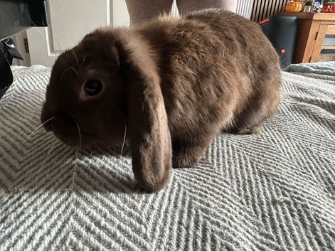 Lop rabbit female