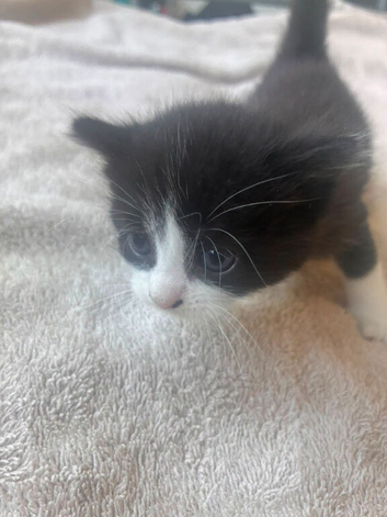 2  beautiful kittens left  ready September 9th