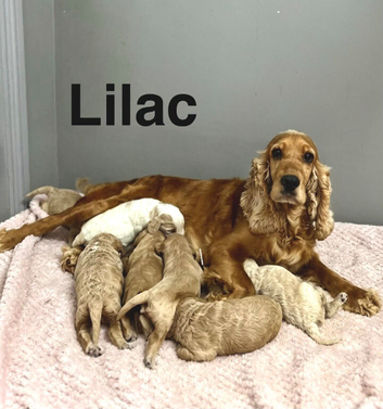 Cockapoo puppies ready to leave in a few weeks time