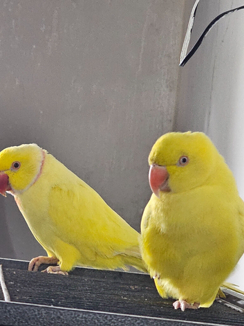 Lutino breeding pair