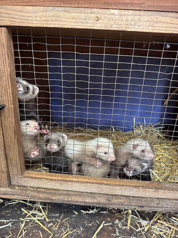 Polecats