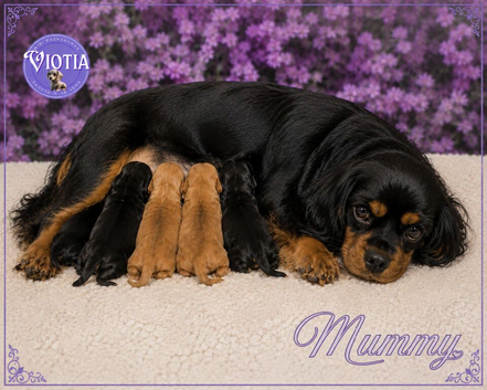 Beautiful F1 Cavapoo Puppies Ready Now